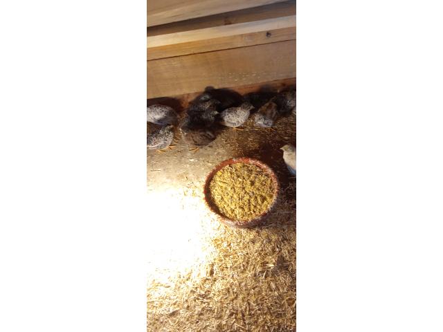 Photo Cailles naine de Chine image 2/2