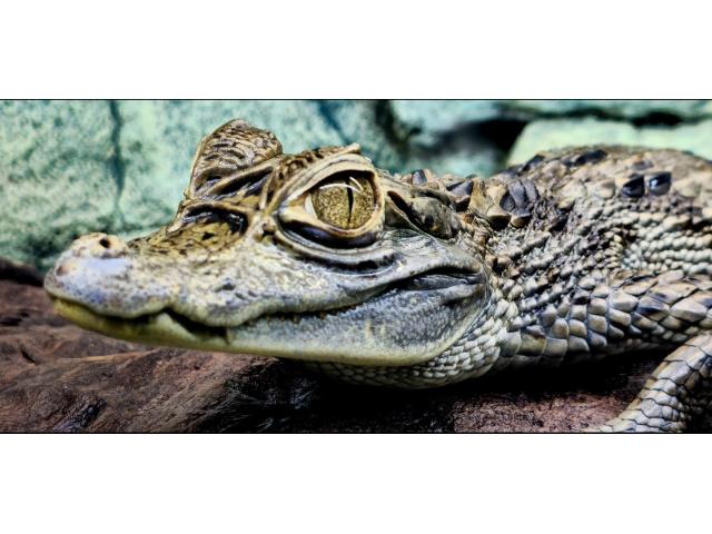Photo Caïman à lunettes (Caiman crocodilus) image 2/3
