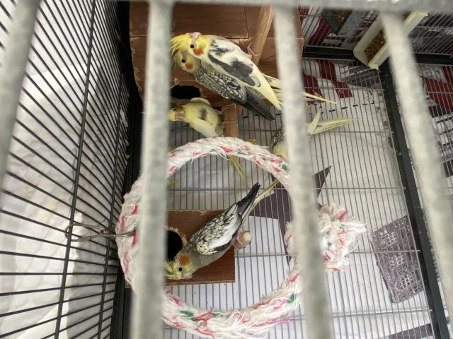 Photo callopstites image 2/5