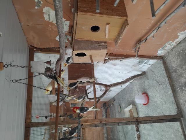 Photo calopsitte image 2/3