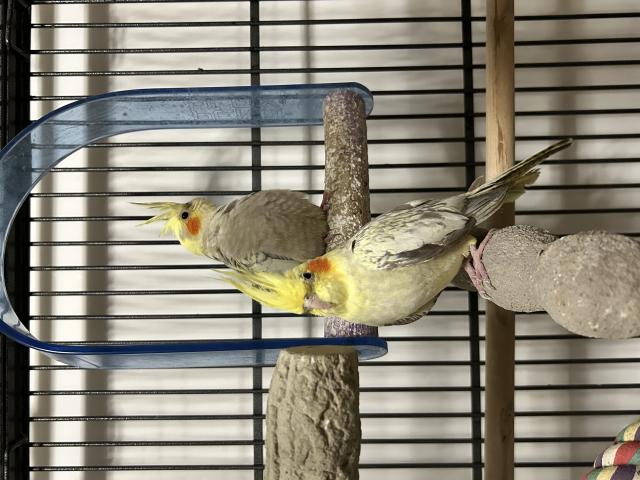 Photo Calopsittes couple de 4-5 mois image 2/2
