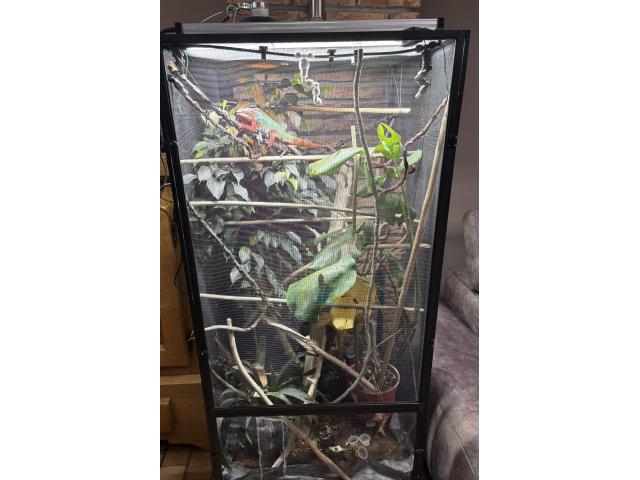 Photo Cameleon image 2/2