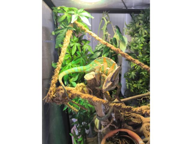 Photo Caméléon a casque  male image 2/3