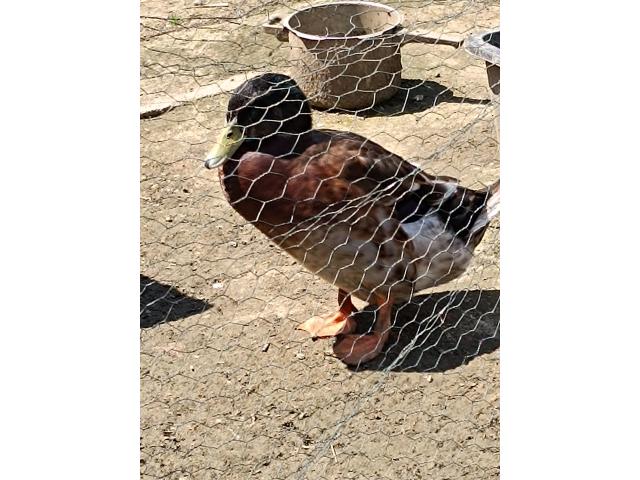 Photo Canard Colvert image 2/2