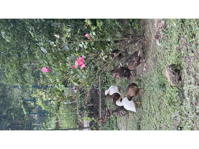 Photo Canard colvert & blanc image 2/2