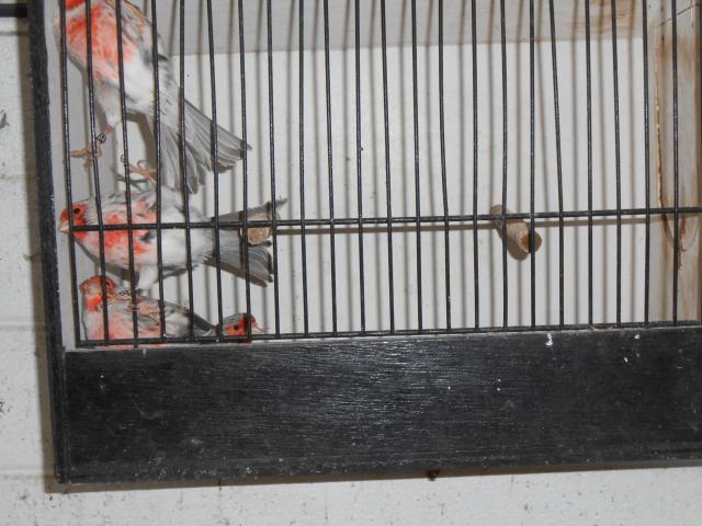 Photo canari à vendre image 2/3