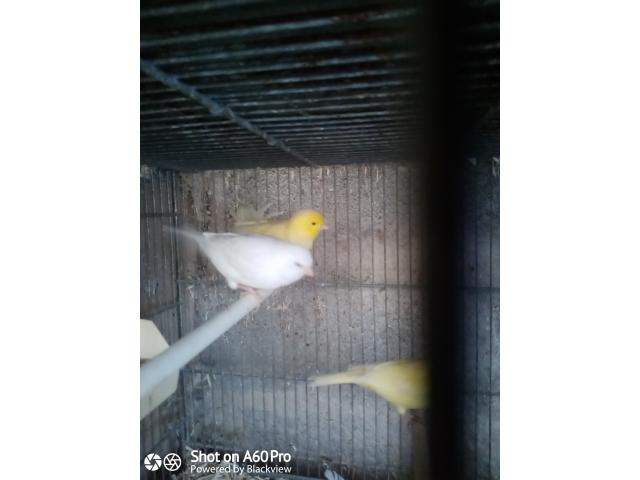 Photo Canari de posture image 2/6