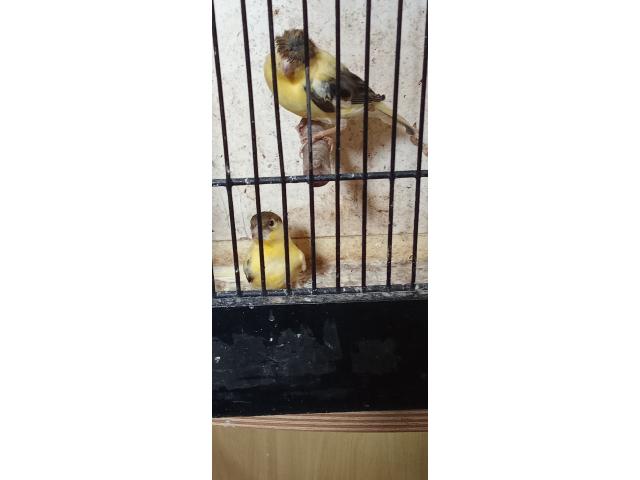 Photo Canaries de saison voir description image 2/3