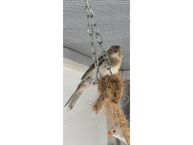 Photo Canaris image 2/4