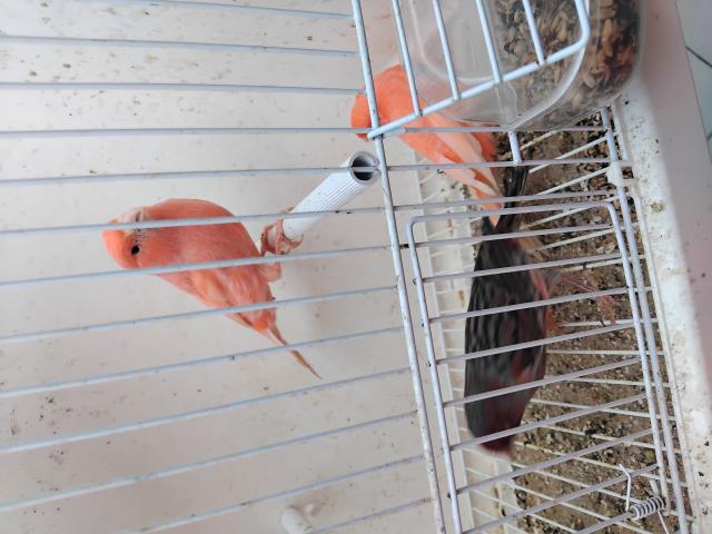 Photo Canaris image 2/6