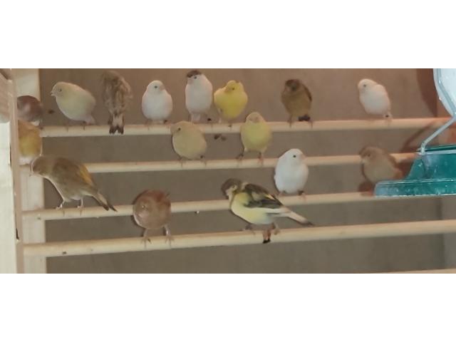 Photo canaris image 2/2