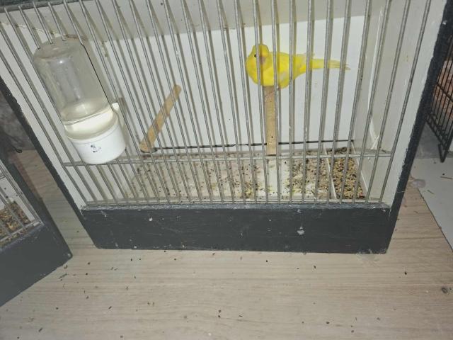 Photo Canaris à céder image 2/6