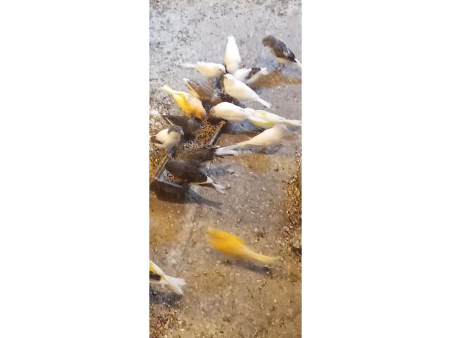 Photo Canaris blanc huppé ou simple image 2/4