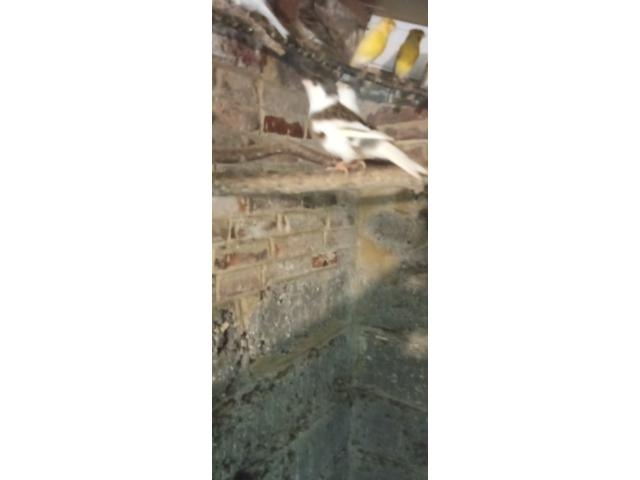 Photo Canaris blanc huppé ou simple image 2/2