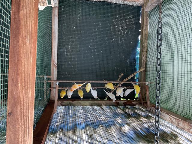 Photo Canaris blancs et jaune intensif de 2024 image 2/3