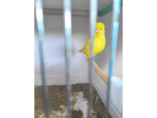 Photo Canaris jaunes image 2/3