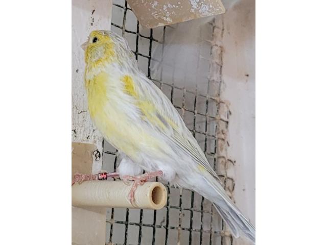 Photo Canaris M/F 2024 image 2/6