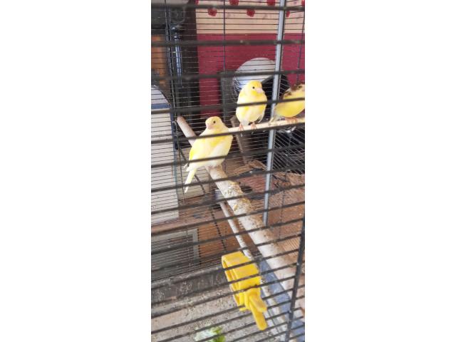 Photo Canaris mâle classique et huppé image 2/2