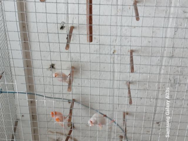 Photo Canaris mosaïques image 2/2