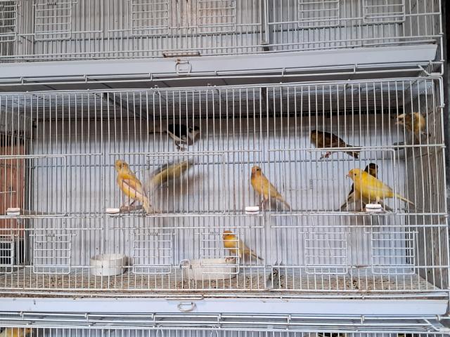 Photo Canaris Timbrado image 2/4