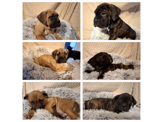 Photo Cane corso image 2/3