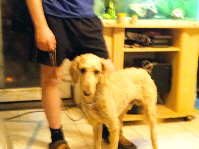 Photo Caniche royal mâle abricot image 2/2