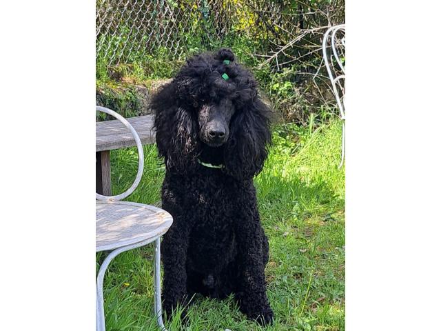 Photo Caniche Royal, porteur du bicolore, disponible pour Saillie image 2/4