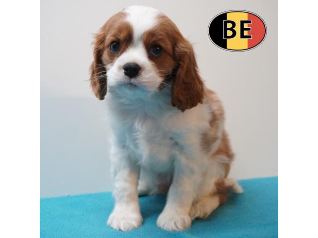 Photo Cavalier King Charles - adorables chiots belges à vendre image 2/6