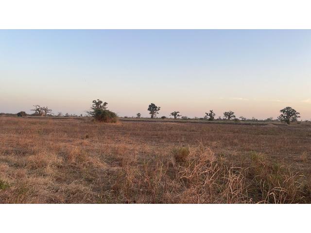 Photo Champ de 3 hectares à vendre à Mbodiène Sénégal image 2/4