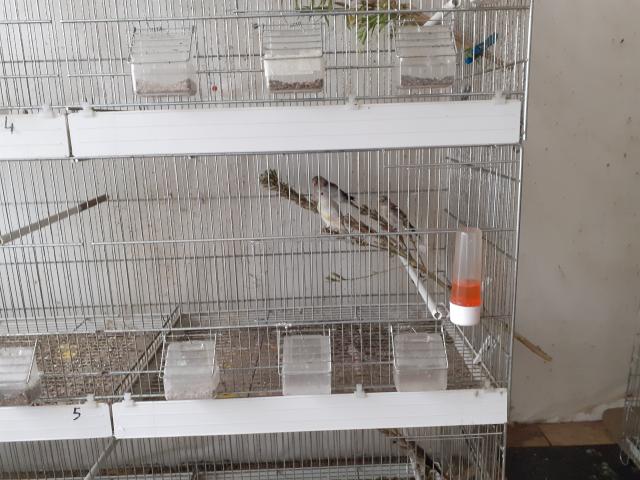 Photo Chardonneret parva image 2/4