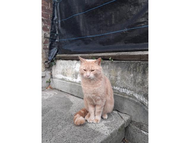 Photo Chat a donner image 2/3