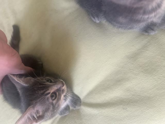 Photo Chaton a donner image 2/3