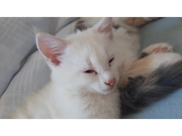 Photo Chaton à donner image 2/2