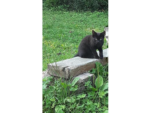 Photo Chaton a donner image 2/3