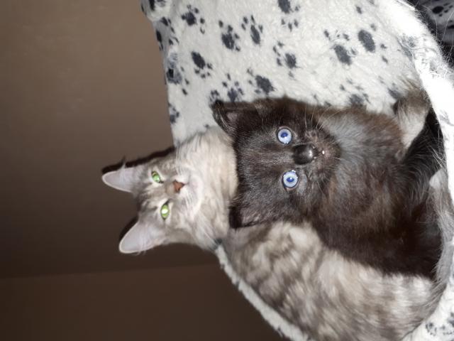 Photo chaton angora turc noir yeux bleus image 2/6