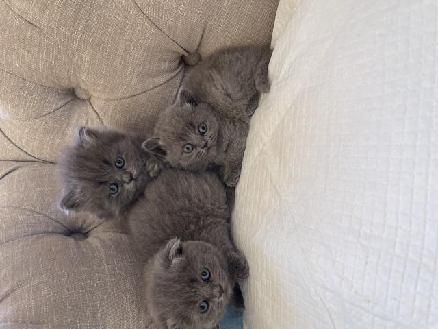 Photo Chaton British et Scottishfold image 2/3