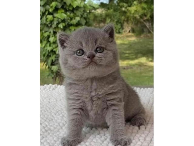 Photo chaton british shorthair (Noel approche a grand pas) image 2/3