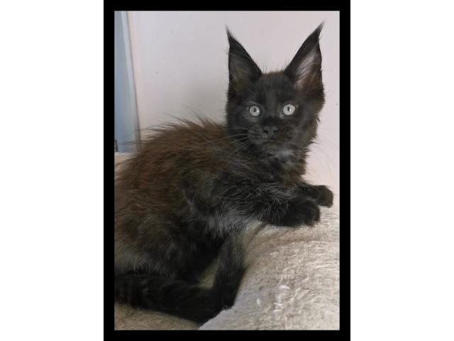 Photo Chaton femelle maine coon black image 2/5