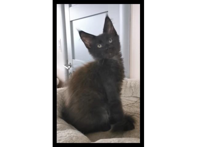 Photo Chaton maine coon image 2/2