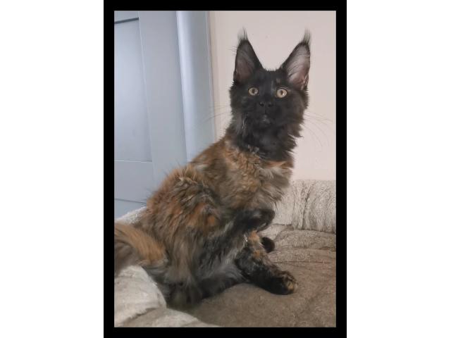 Photo Chaton maine coon disponible de suite image 2/4
