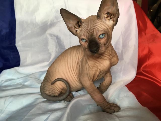 Photo Chaton Sphynx loof image 2/3