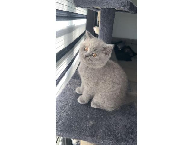 Photo Chatonne British Shorthair image 2/3