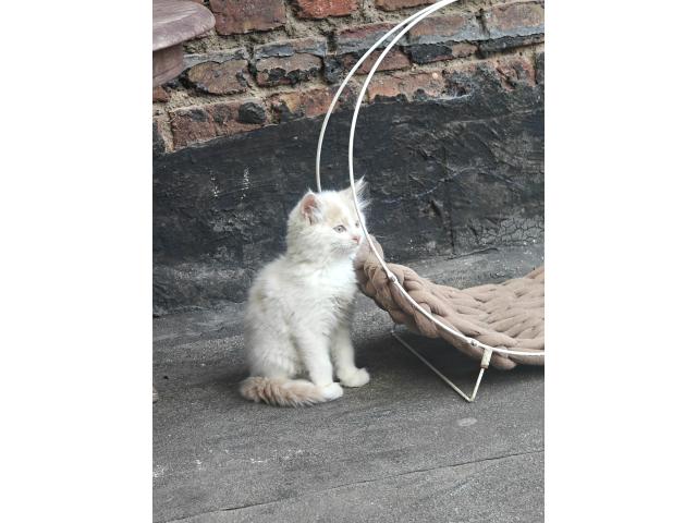 Photo Chatons a donner image 2/2