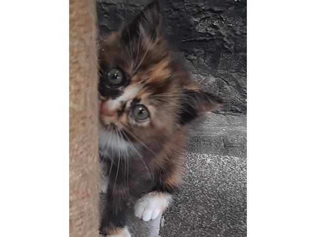 Photo Chatons a donner image 2/4
