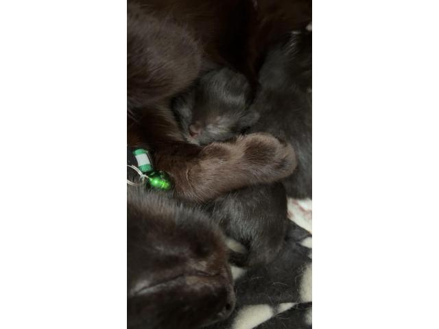 Photo Chatons a donner image 2/3
