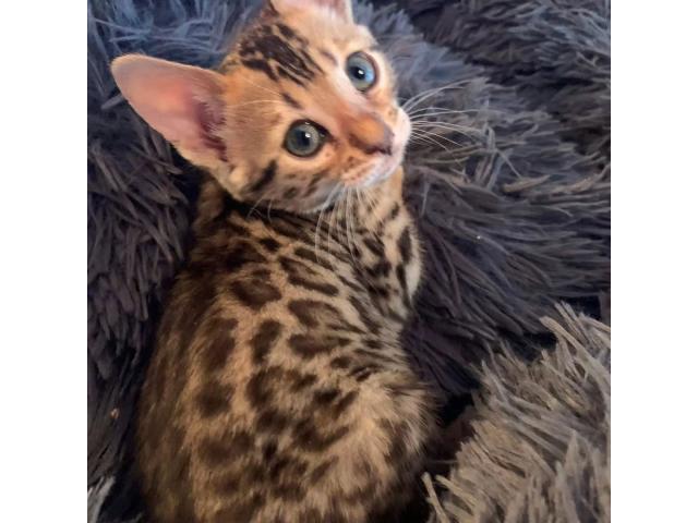 Photo Chatons bengals image 2/4