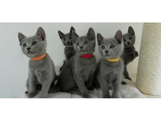 Photo Chatons bleu russe pure race déjà sevrés image 2/3
