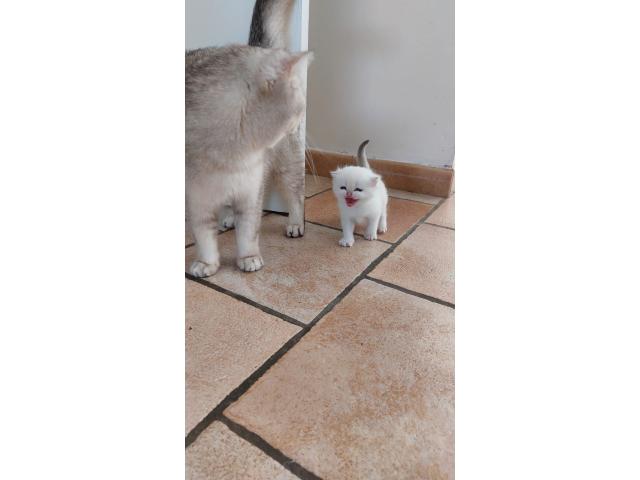 Photo Chatons British shorthair image 2/4