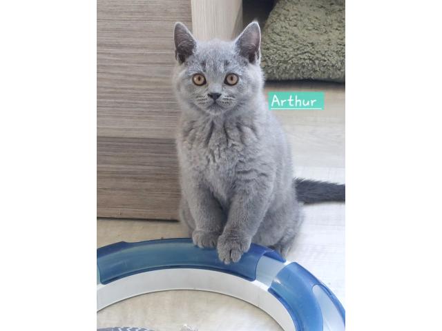 Photo Chatons british Shorthair bleus image 2/3