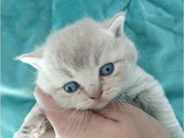 Photo Chatons British Shorthair fawn à réserver image 2/5